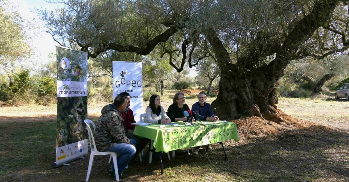 Sa, l’oli que salva les oliveres monumentals de les Terres de l’Ebre | EbreActiu.cat, revista digital d’oci actiu | Terres de l’Ebre ...