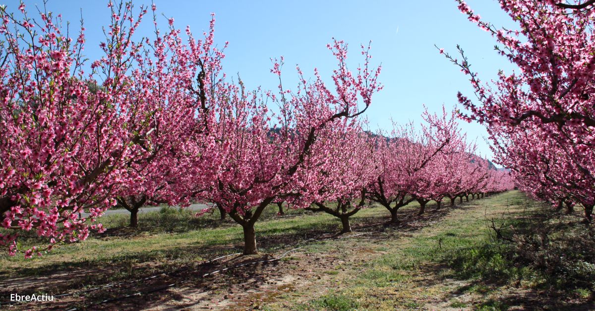 La Ribera en flor dona el tret de sortida a la temporada turstica de la Ribera d’Ebre | EbreActiu.cat, revista digital d’oci actiu | Terres de l’Ebre ...