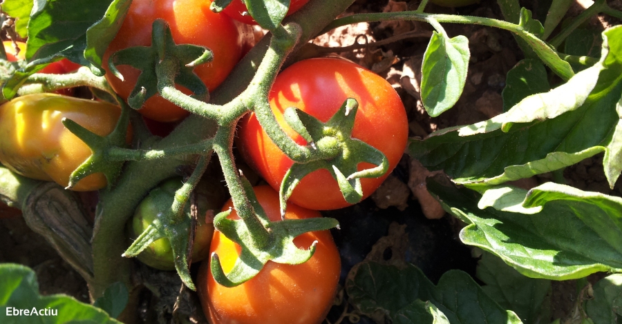 La Escola Agrria d’Amposta organiza el curso Obtencin tradicional de semillas hortcolas | EbreActiu.cat, revista digital de ocio activo | Terres de l’Ebre...