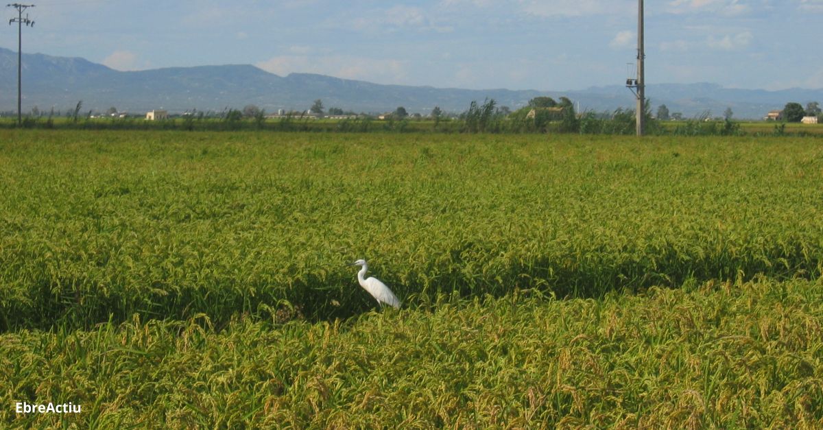 El sector arrosser catal presenta esmenes a la proposta de compromisos agroambientals d’aquest cultiu | EbreActiu.cat, revista digital d’oci actiu | Terres de l’Ebre ...