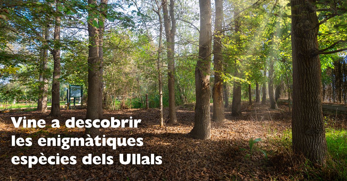 Ven a descobrir las enigmticas especies de los Ullals