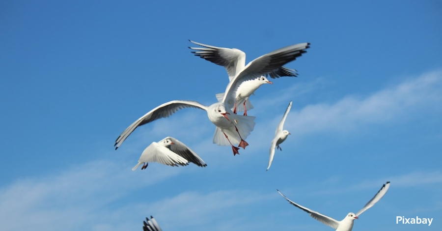 Lespectacle de les aus de mar endins