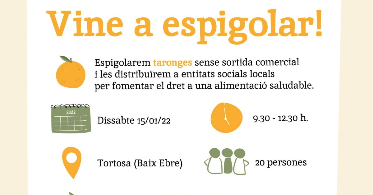 Espigolada de naranjas en Tortosa