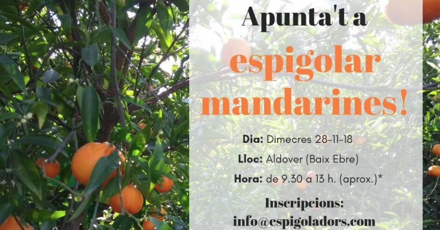 Apunta’t a espigolar mandarines