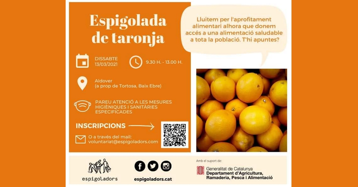 Espigolada de naranja en Aldover