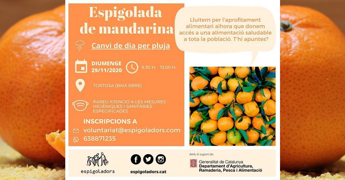 Espigolada de mandarina