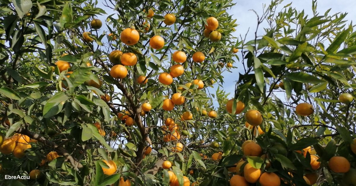 Una quarantena de voluntaris espigolen mandarines a Santa Brbara per donar-les a entitats socials | EbreActiu.cat, revista digital d’oci actiu | Terres de l’Ebre ...