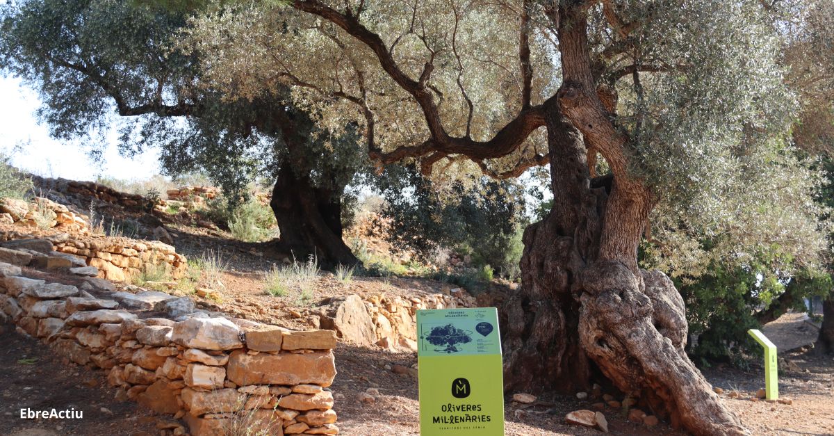 L’espoli d’oliveres monumentals va a la baixa | EbreActiu.cat, revista digital d’oci actiu | Terres de l’Ebre ...