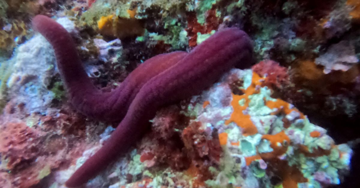 Voluntaris de la BioMARat detecten dues espcies tropicals mai vistes a les costes de Tarragona i lAmetlla de Mar