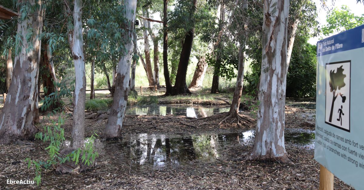 Eufnic escenifica als ullals de Baltasar una dcada de dileg amb el paisatge del delta de l’Ebre | EbreActiu.cat, revista digital d’oci actiu | Terres de l’Ebre ...