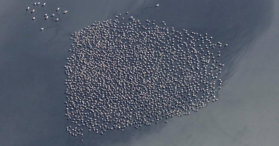 La colnia de flamencs al Parc Natural del Delta de l’Ebre assoleix el seu rcord reproductiu | EbreActiu.cat, revista digital d’oci actiu | Terres de l’Ebre ...