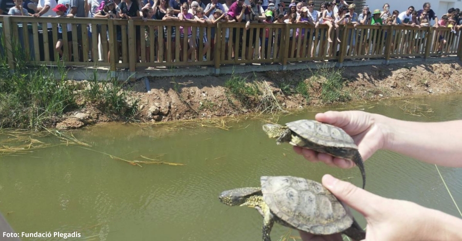 Ms de 300 persones assisteixen a la Festa de la Plantada de l’Arrs a La Rpita | EbreActiu.cat, revista digital d’oci actiu | Terres de l’Ebre ...