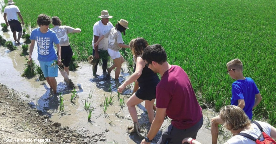 Ms de 300 persones assisteixen a la Festa de la Plantada de l’Arrs a La Rpita | EbreActiu.cat, revista digital d’oci actiu | Terres de l’Ebre ...