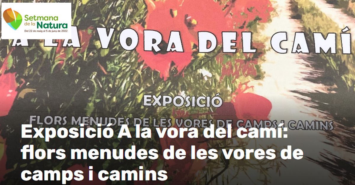 Setmana de la Natura: Exposici A la vora del cam: flors menudes de les vores de camps i camins