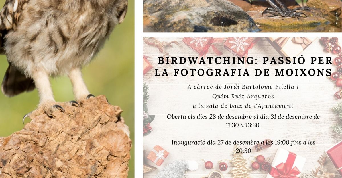 Exposici: Birdwatching: passi per la fotografia de moixons