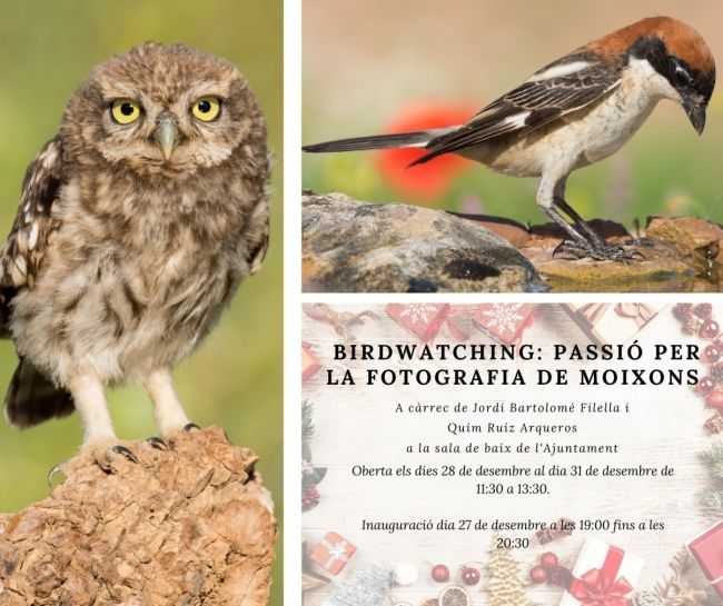 Exposici: Birdwatching: passi per la fotografia de moixons