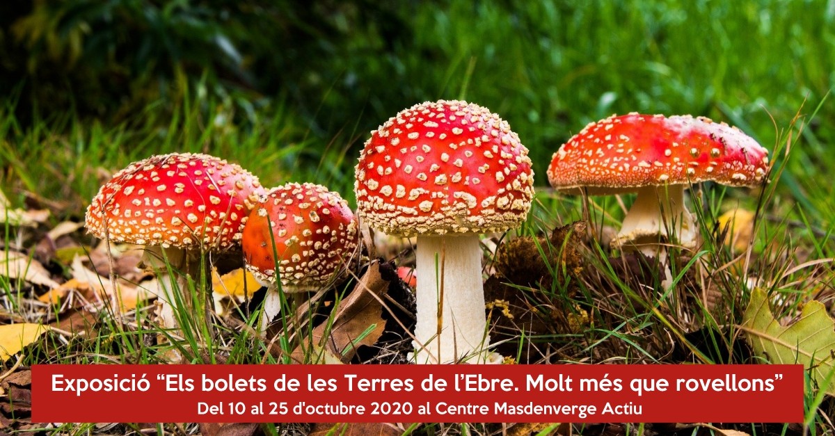 Exposicin Els bolets de les Terres de lEbre. Molt ms que rovellons