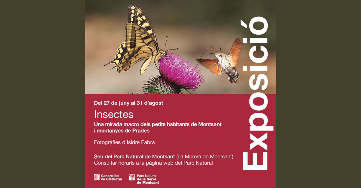 Exposici Insectes 