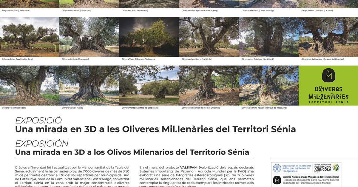 Exposici Una mirada en 3D a les Oliveres millenries