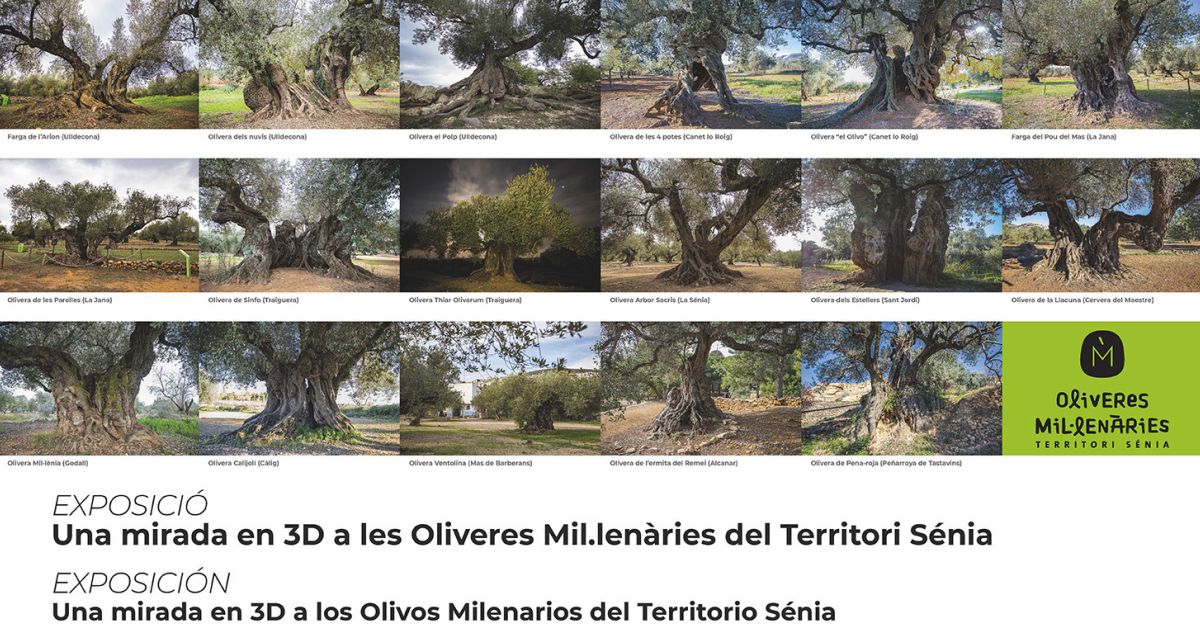 Exposici Una mirada en 3D a les Oliveres Millenries del Territori Snia