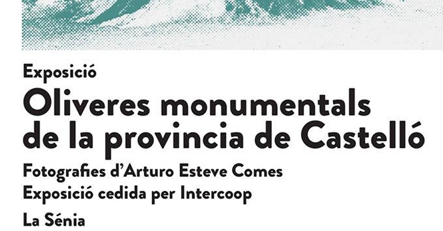 Exposici: Oliveres monumentals de la provncia de Castell