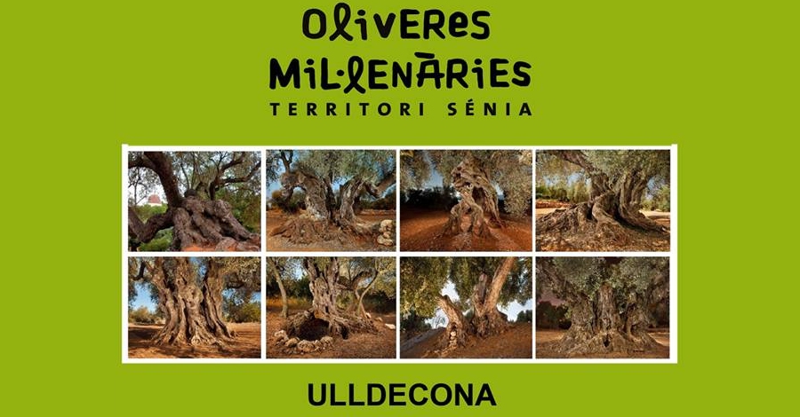 Exposici Oliveres millenries Territori Snia