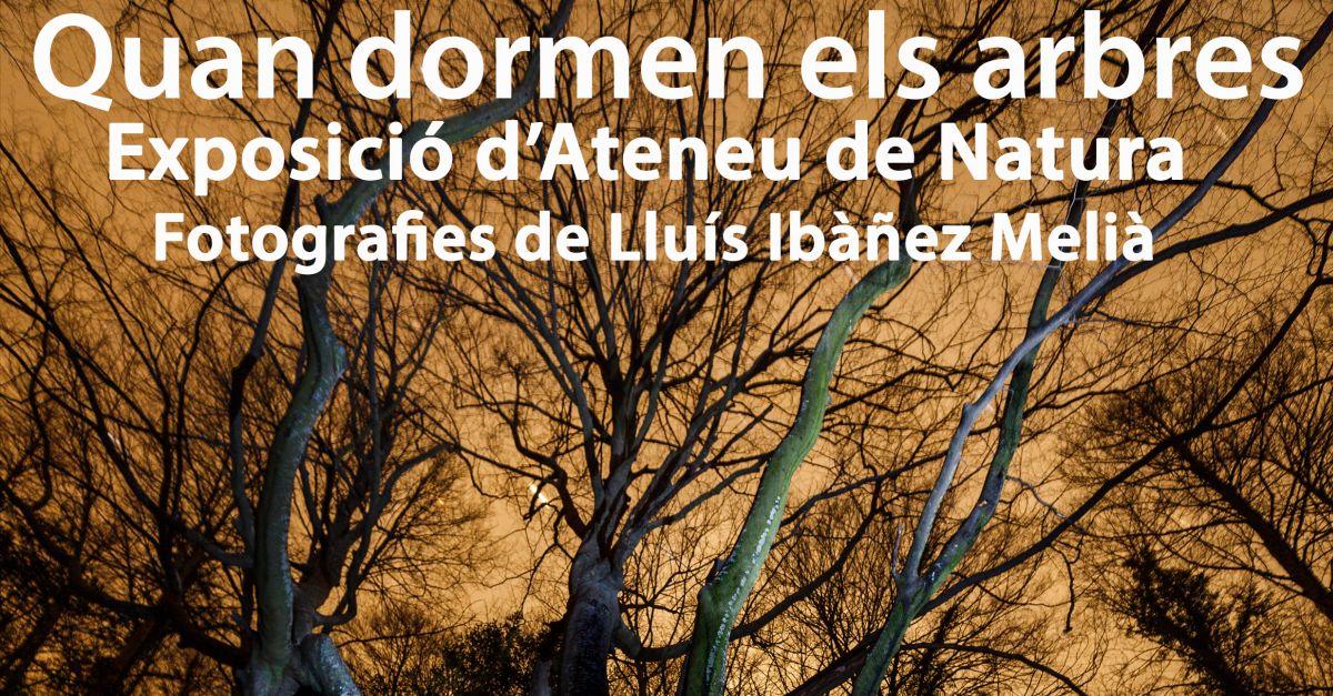 Exposici Quan dormen els arbres