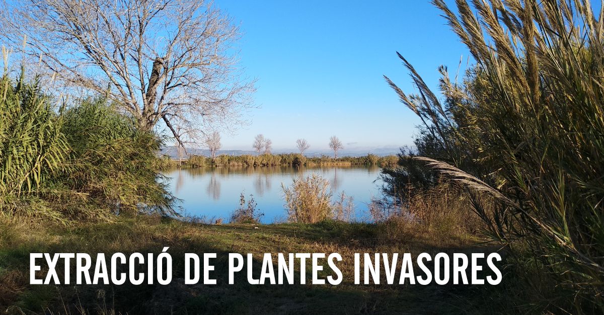 Extracci de plantes invasores