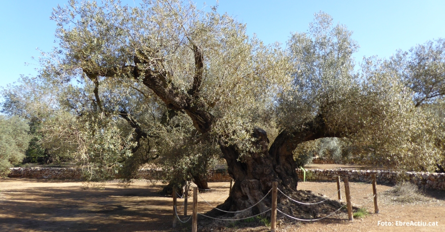 La Farga del Arin, entre los candidatos a rbol Europeo del Ao (European Trees Of de Year) | EbreActiu.cat, revista digital de ocio activo | Terres de l’Ebre...