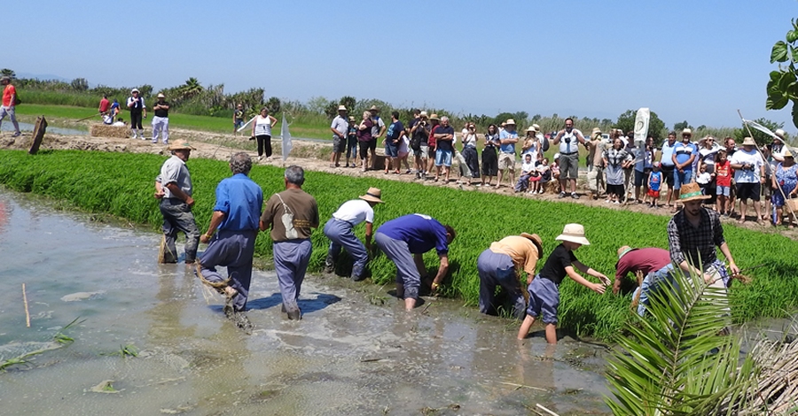 Festa de la Plantada de lArrs a Deltebre