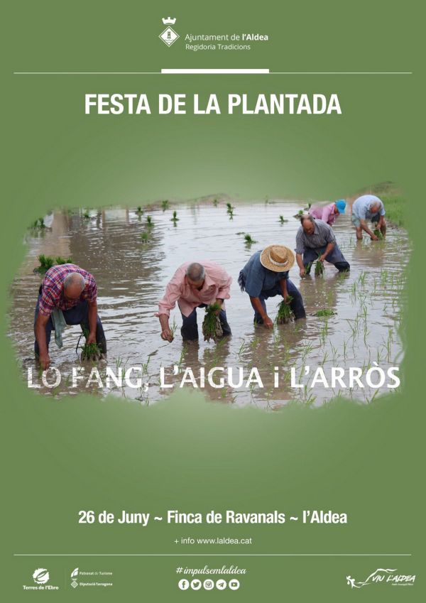 Festa de la Plantada de lArrs a lAldea