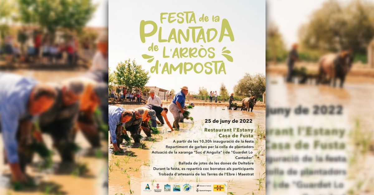 Festa de la Plantada de lArrs a Amposta