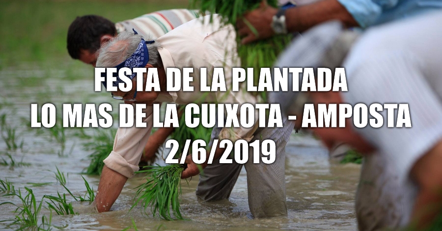 Festa de la Plantada de lArrs  - Amposta