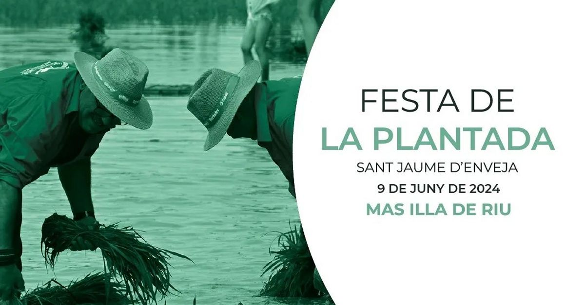 Festa de la Plantada de lArrs 2024 - Sant Jaume dEnveja