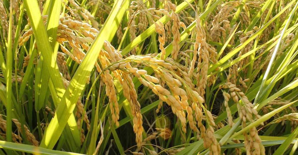 Fiesta de la Siega del Arroz en Deltebre