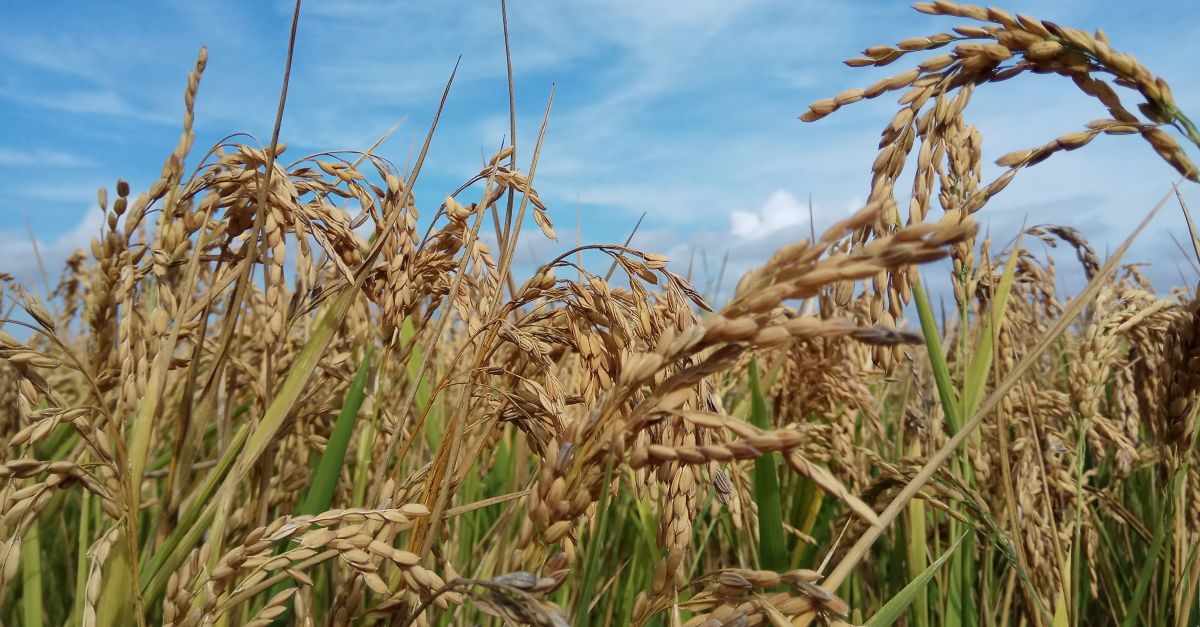 Fiesta de la Siega del Arroz en Amposta