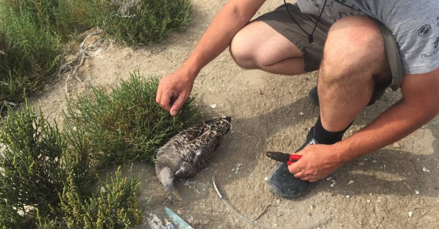 Finaliza la campaa de anillamiento de polluelos de gaviota de Audouin en el PN del Delta de l’Ebre | EbreActiu.cat, revista digital de ocio activo | Terres de l’Ebre...