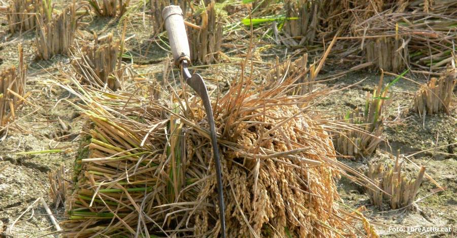 La Finca de Bombita acollir una nova edici de la Festa de la Sega de Deltebre | EbreActiu.cat, revista digital d’oci actiu | Terres de l’Ebre ...