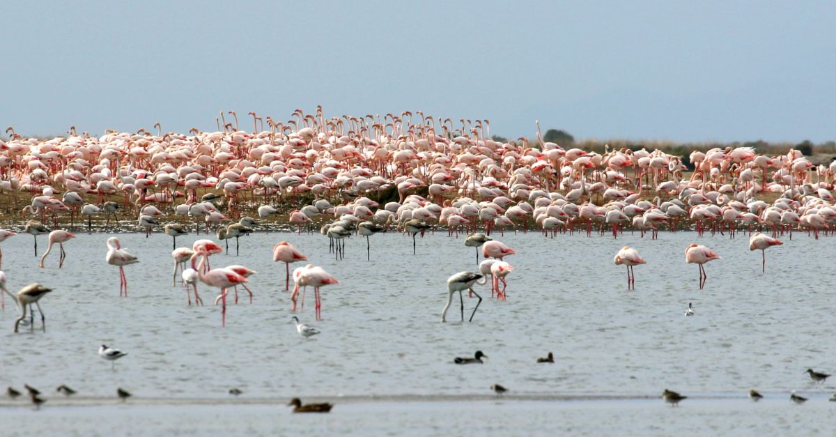 Els flamencs i tamb la gavina corsa i el xatrac bec-llarg crien a les salines de la Trinitat | EbreActiu.cat, revista digital d’oci actiu | Terres de l’Ebre ...