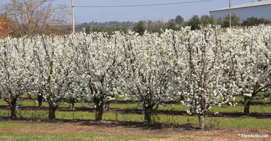 El Consell Comarcal aposta per la floraci a la Ribera d’Ebre com a actiu turstic | EbreActiu.cat, revista digital d’oci actiu | Terres de l’Ebre ...