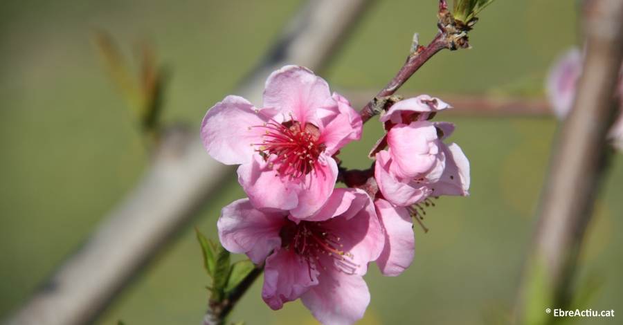 El Consell Comarcal aposta per la floraci a la Ribera d’Ebre com a actiu turstic | EbreActiu.cat, revista digital d’oci actiu | Terres de l’Ebre ...