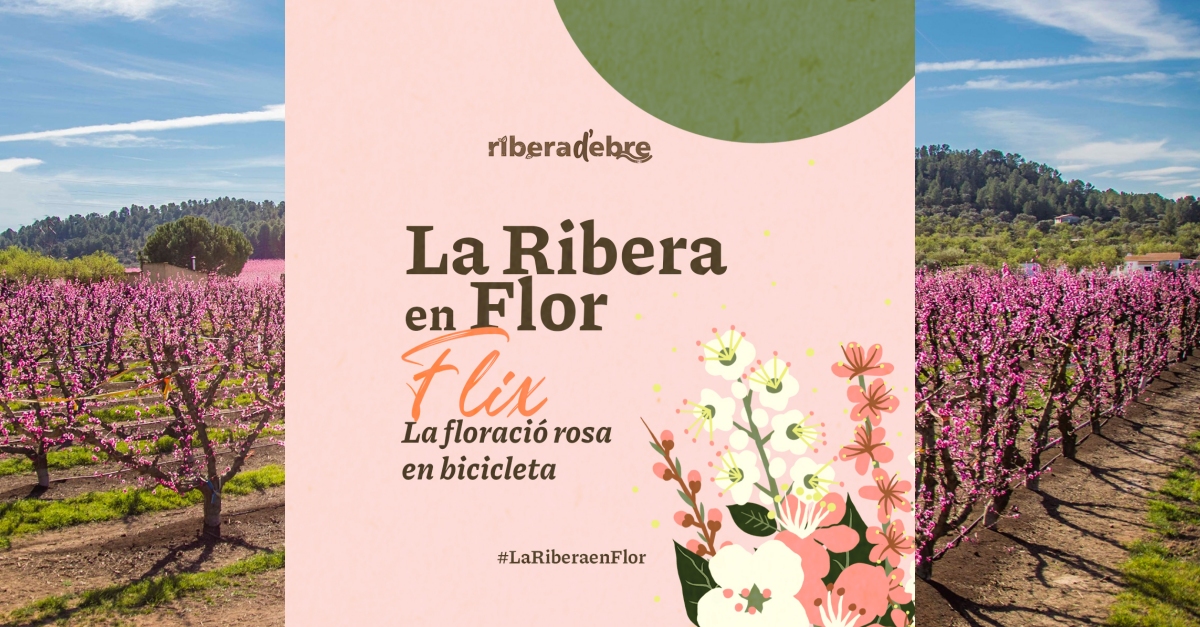 La floracin rosa en bicicleta a Flix