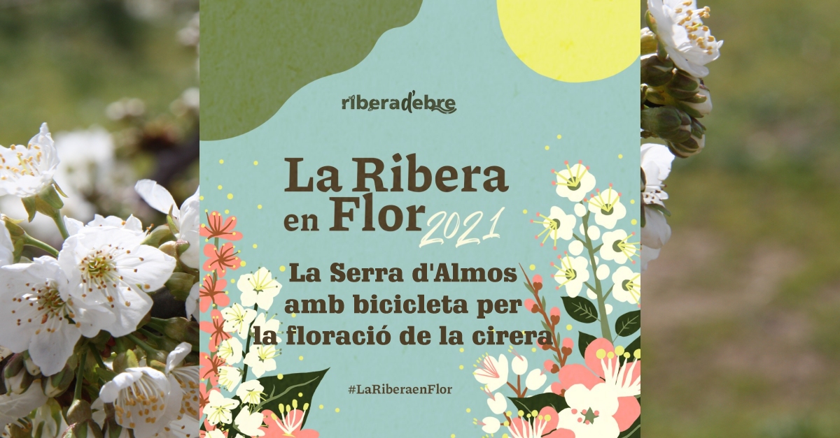 La Serra dAlmos en bicicleta por la floracin del cerezo #LaRiberaenFlor