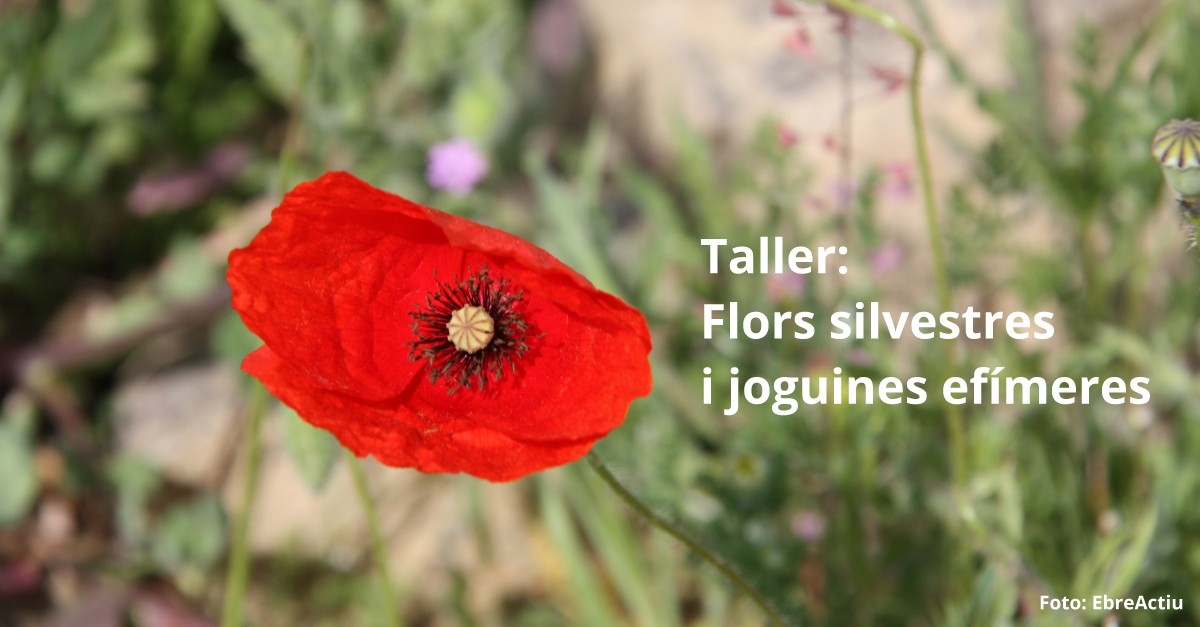 Taller: Flors silvestres i joguines efmeres