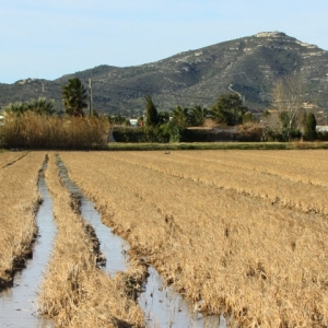 lbum: Amposta - Ullals de Baltasar