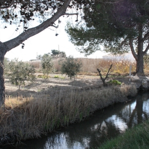 lbum: Amposta - Ullals de Baltasar