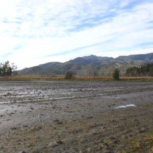 lbum: Amposta - Ullals de Baltasar