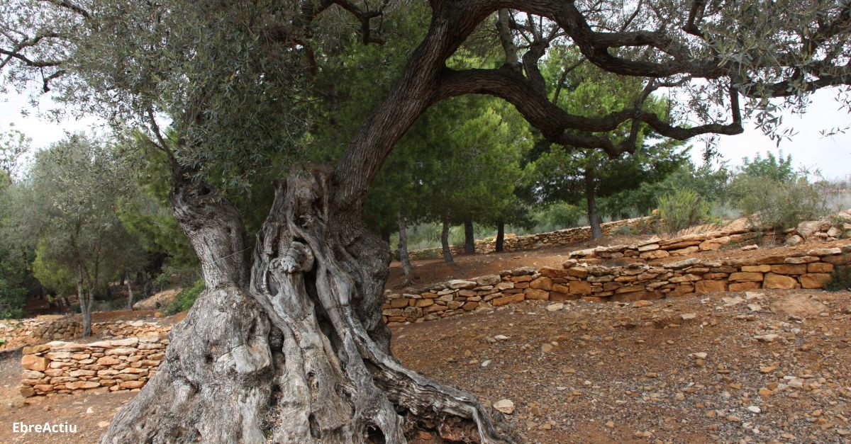 Des del GEPEC-EdC i Salvem Lo Montsi demanen ms protecci per als oliverars monumentals de les Terres de l’Ebre  | EbreActiu.cat, revista digital d’oci actiu | Terres de l’Ebre ...