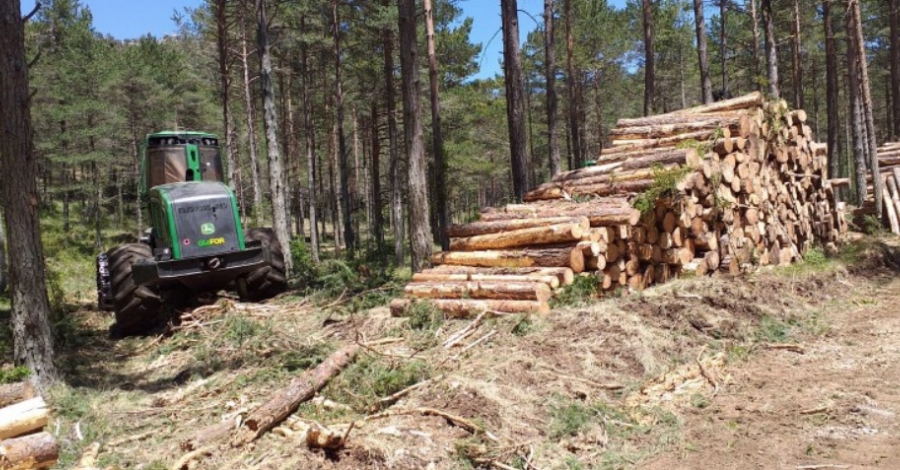 El GEPEC-EdC denuncia la tala d’arbres d’un bosc protegit del Parc Natural dels Ports | EbreActiu.cat, revista digital d’oci actiu | Terres de l’Ebre ...