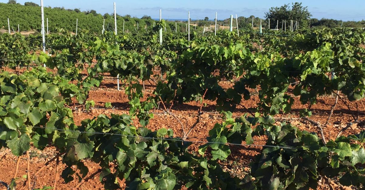 Yincana familiar por las vias del Carln con cata de vinos y dulces